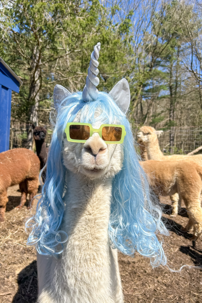 Bahia a very cute alpaca